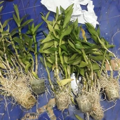 Anggrek Dendrobium Rimbun