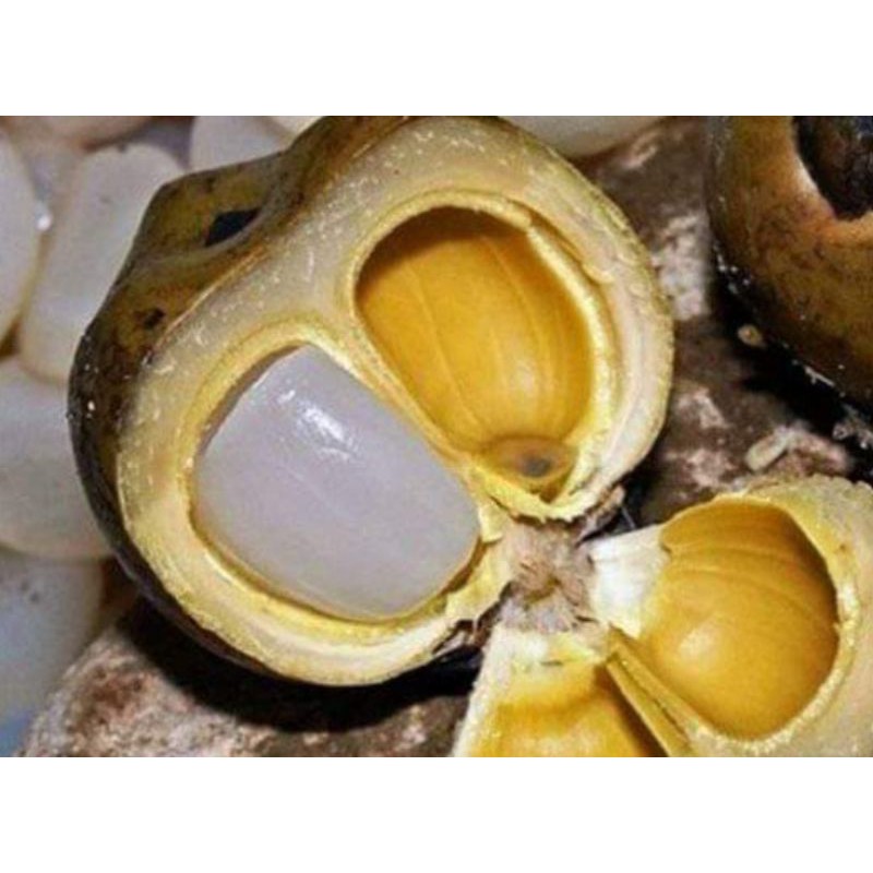 

kolang kaling segar / cangkaleng1 kg/kolangkaling muda fresh