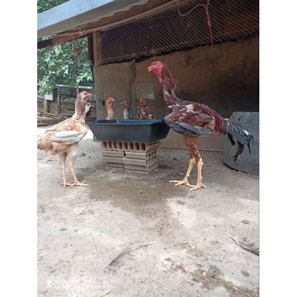 

TELUR AYAM GORDZILLA HANDAL SIAP DI TETASKAN