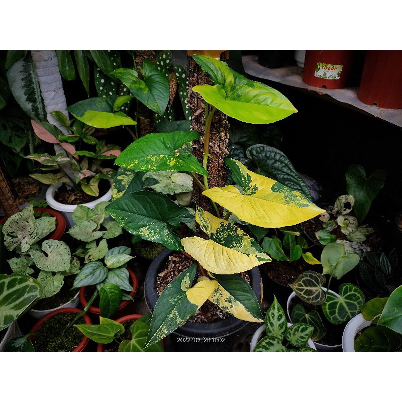 Tanaman hias Indoor Syngonium Variegata yellow Aurea / Syngonium Yellow variegated