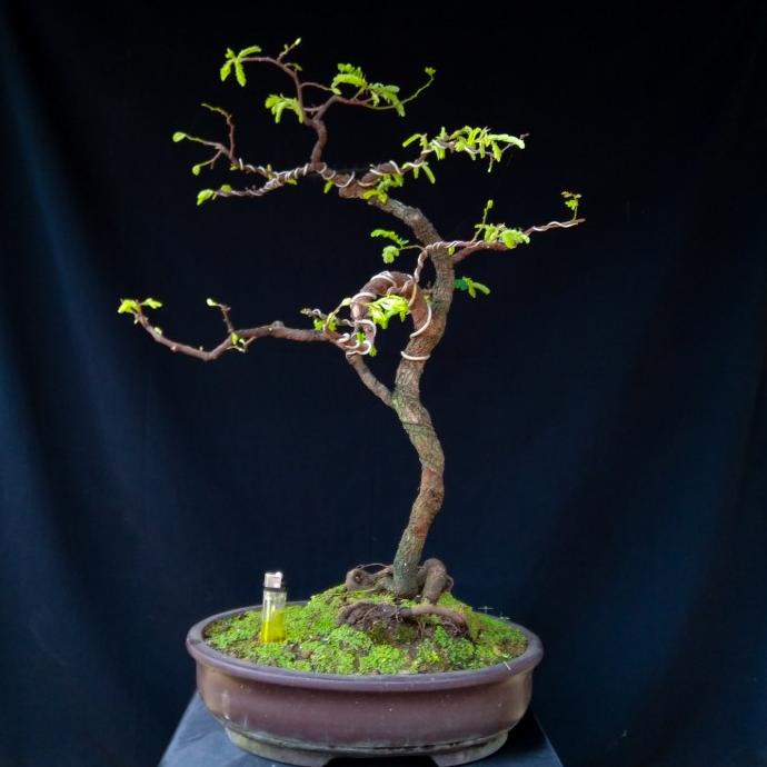 BONSAI ASEM JAWA, BAHAN BONSAI ASEM JAWA