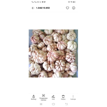 

bawang putih sicco