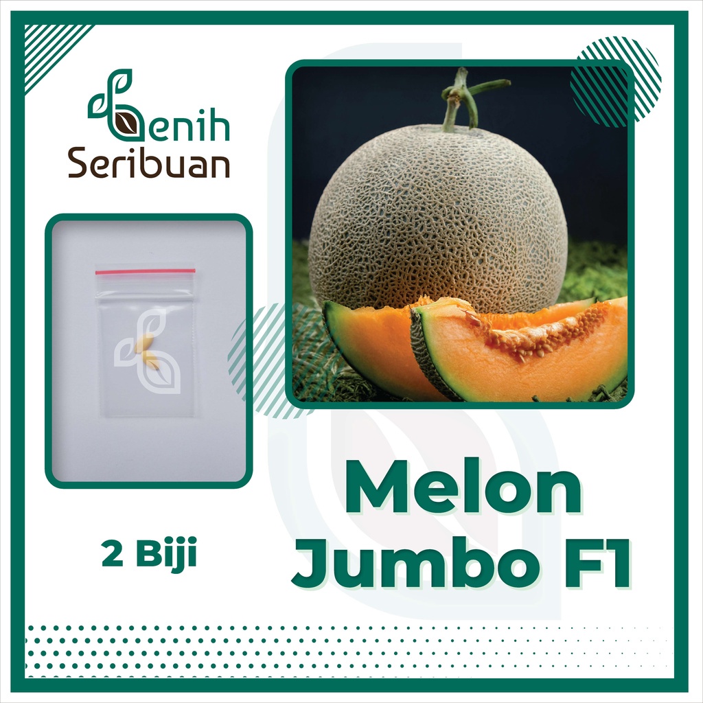 2 Benih Melon Jumbo F1 Hibrida Bibit Buah Melon Orange Manis Super Besar Bintang Asia Tahan Virus