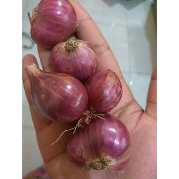 

BAWANG MERAH PROBOLINGGO SUPER/JUMBO SIAP KIRIM SELURUH INDONESIA