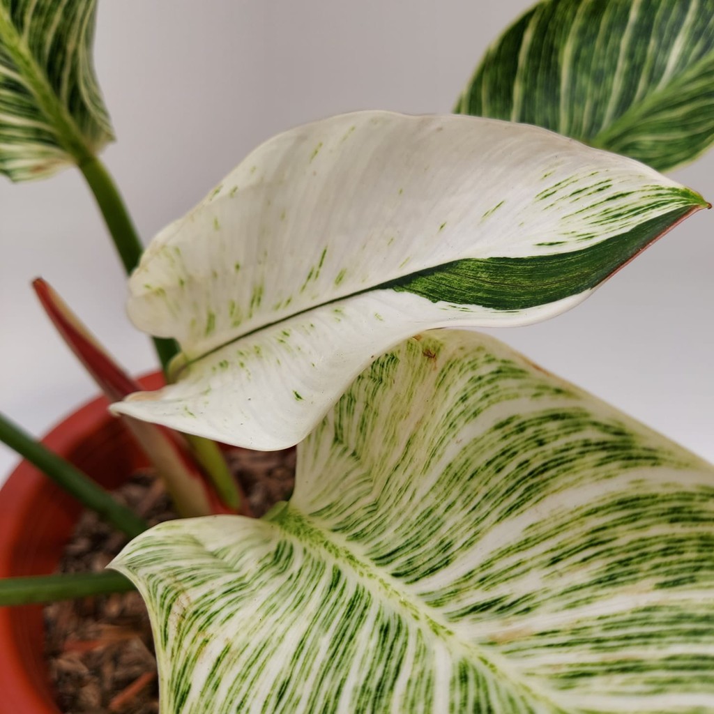 Tanaman Hias/Philodendron/Philo Birkin Variegata Daun Rimbun Besar DI