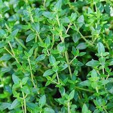 thyme time herbal - Tanaman Thyme Daun Penyedap Masakan/Tanaman Herbal Thyme