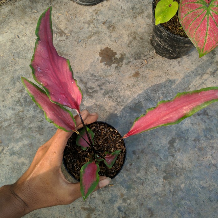 keladi hias hybrid ori biji daun bambu tombak rumpun isi 3 real pict
