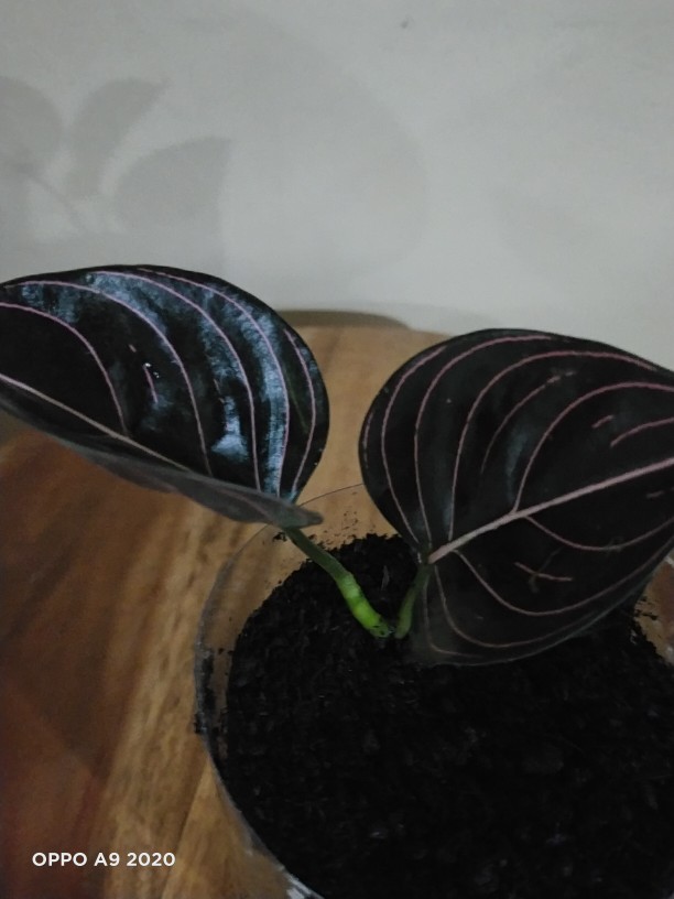 Aglonema Rotundum Aceh