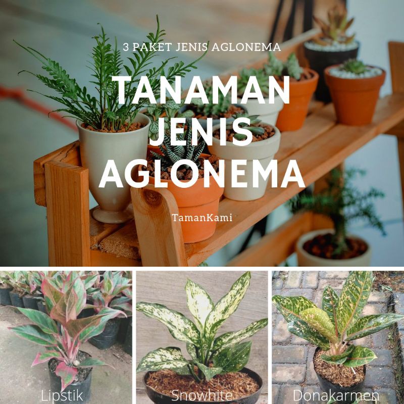 tanaman aglonema / paket tanaman aglonema / paket hemat tanaman hias