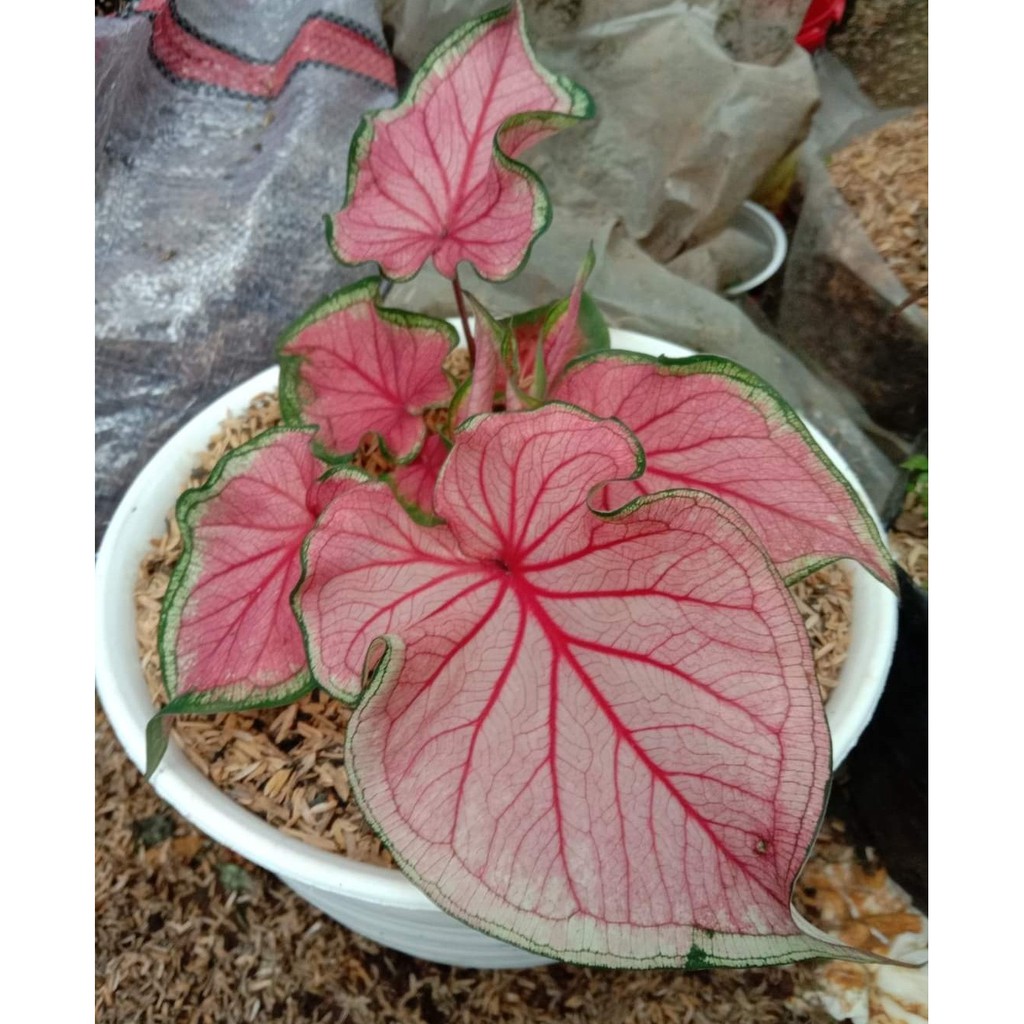 CALADIUM SWEET HEART Keladi Sweet Heart Murah