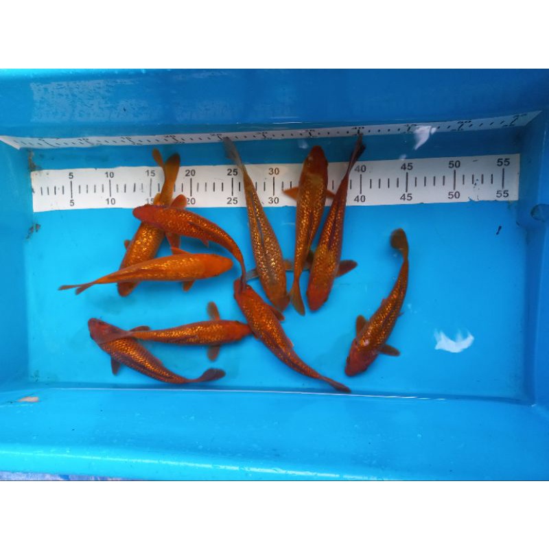 ikan koi jenis chagoi tembaga bata merah ginrin size 20 cm penjinak kolam