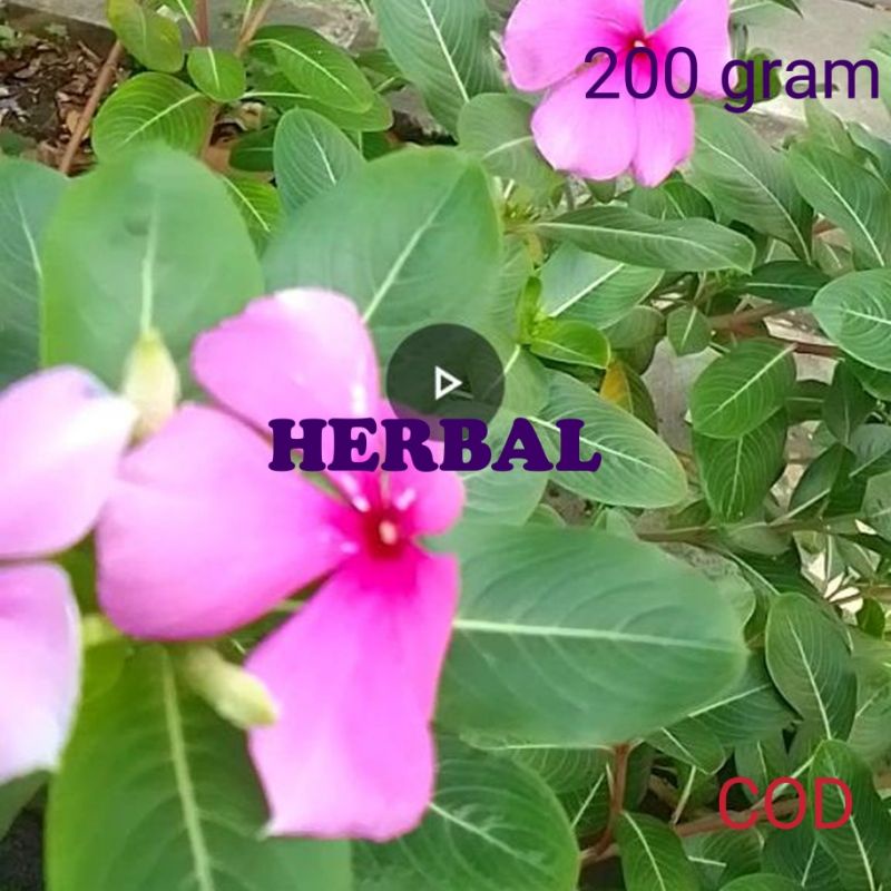 

Daun Herbal Tapak Dara Untuk Menurunkan Kadar Kolesterol Gula