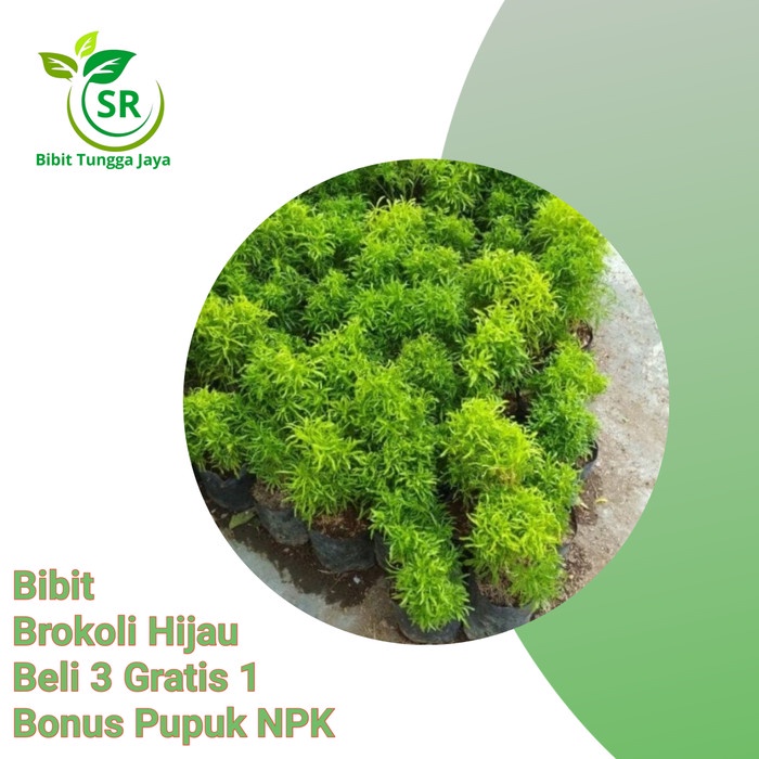 bibit tanaman brokoli hijau