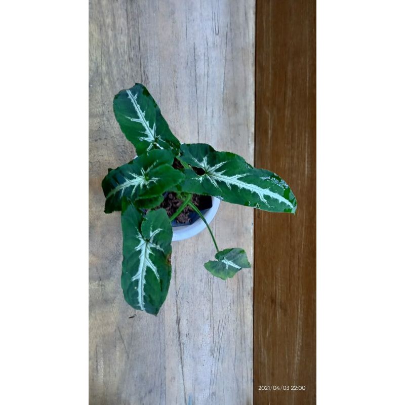 syngonium wendlandii