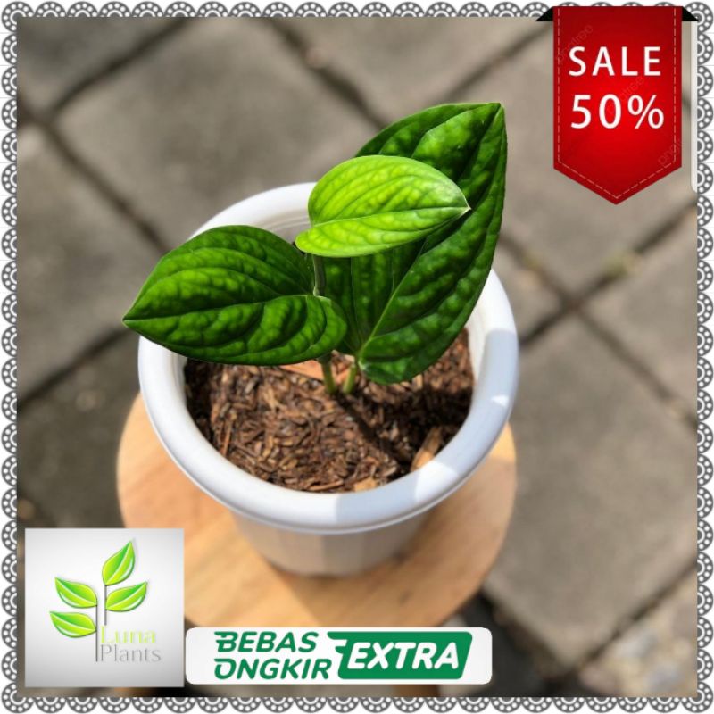 Tanaman hias sirih gading badak - monstera badak - MURAH