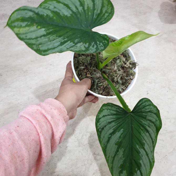 Tanaman Hias Philodendron Mamei Silver Cloud - Mameii Mawarolshop1