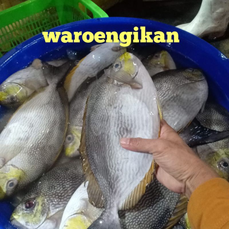 

IKAN BARONANG JUMBO SEGAR HARIAN SIZE 1-2EKOR/ 1KG