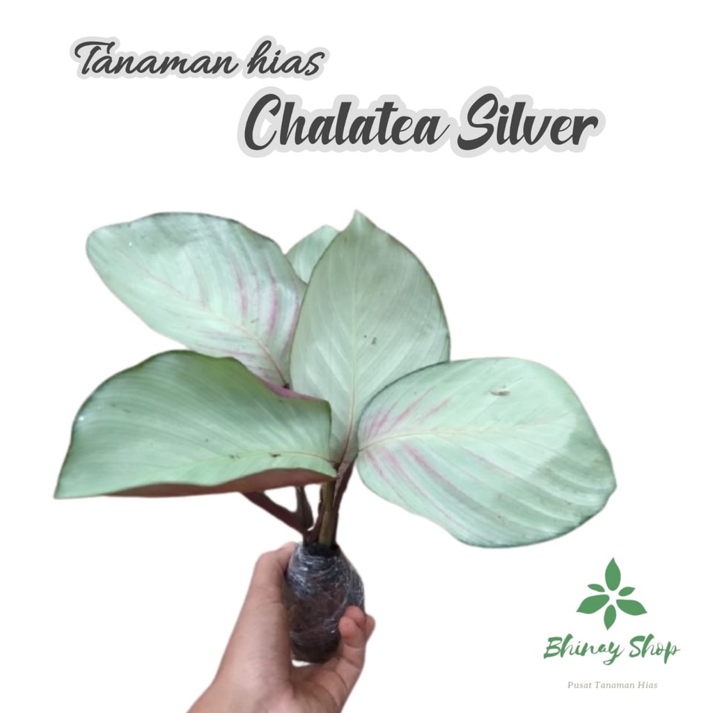 TANAMAN HIAS CALATHEA SILVER / POHON HIAS CALATHEA SILVER / CALATHEA SILVER