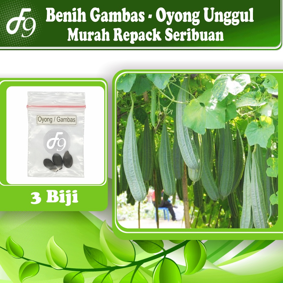 Benih Bibit Gambas Oyong Murah Repack Seribuan