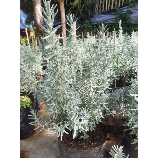 Tanaman Lavender French Besar Indukan / Lavandula Dentata