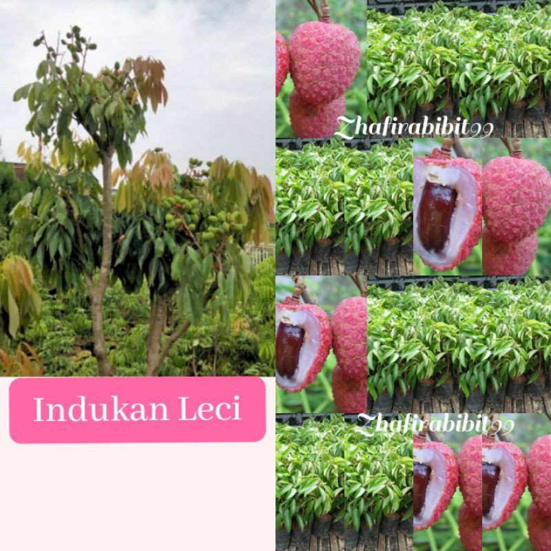 Bibit Buah Leci Unggul