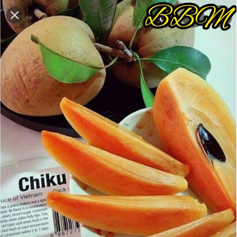 BIBIT SAWO JUMBO VIETNAM CANGKOK SUSU