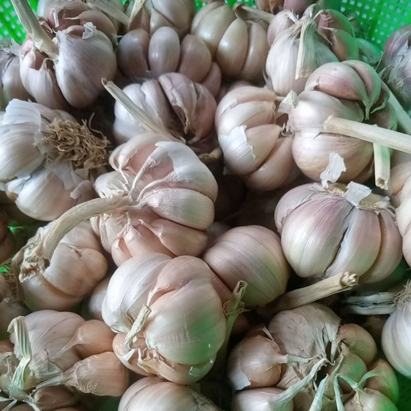 

BAWANG PUTIH FRESH BAWANG PUTIH SEGAR BAWANG PUTIH BERKUALITAS BAWANG PUTIH MURAH