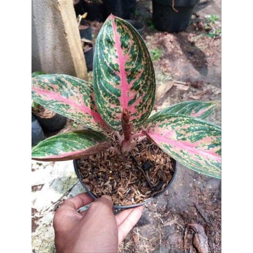 Aglonema Army Look Tips dan Trik Pertanian Aglonema Army Look Tips dan Trik Pertanian