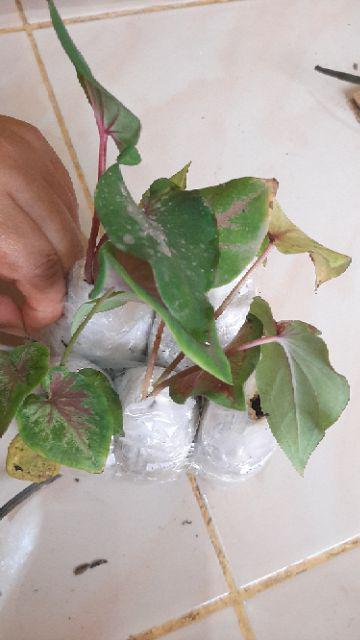 Keladi Hias_keladi Hanoman Obong