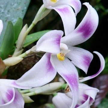 tanaman hias Anggrek Dendrobium bunga purple