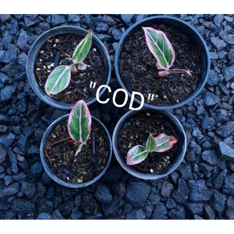 paket 3 bonggol aglonema lotus,Khanza,Romantic love