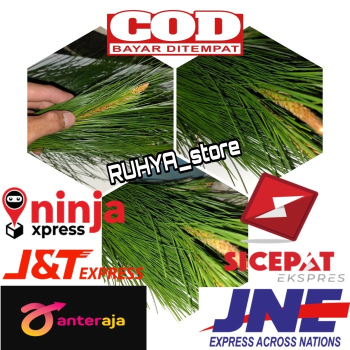 

Ready Stock Daun Pinus Segar langsung petik 500gr herbal alami
