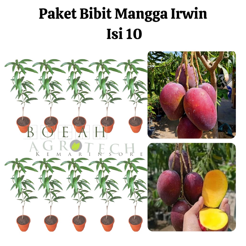 Paket Hemat Bibit Mangga Irwin Okulasi Isi 10 Bonus Bibit Strawberry+Polibag