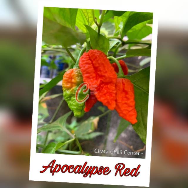 

Buah / Biji APOCALYPSE RED