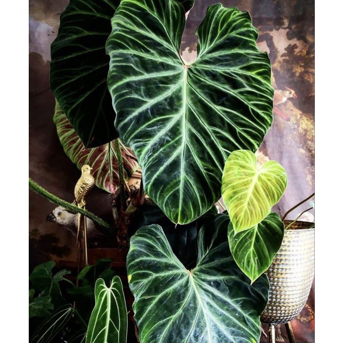 tanaman hias philodendron verucosum