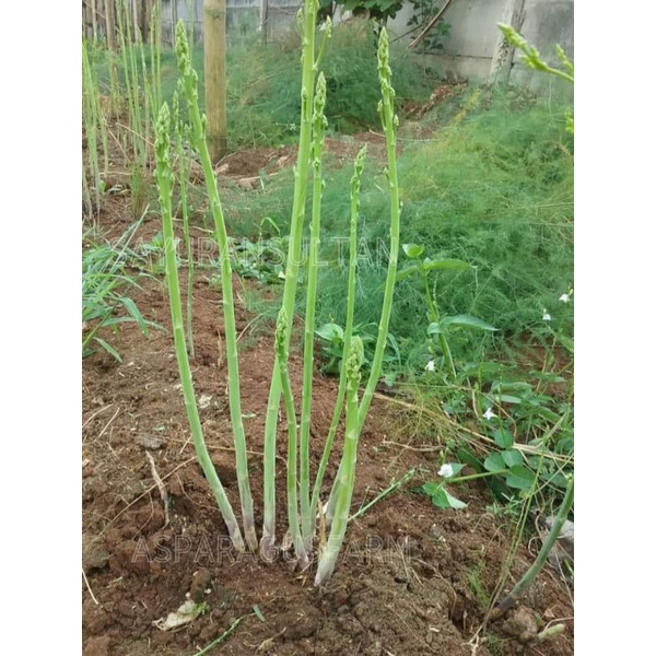 benih asparagus