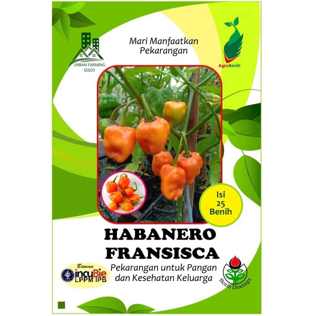 Benih Cabai HABANERO FRANCISCA