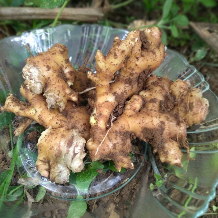 

Jahe Emprit Segar Fresh 1000GR