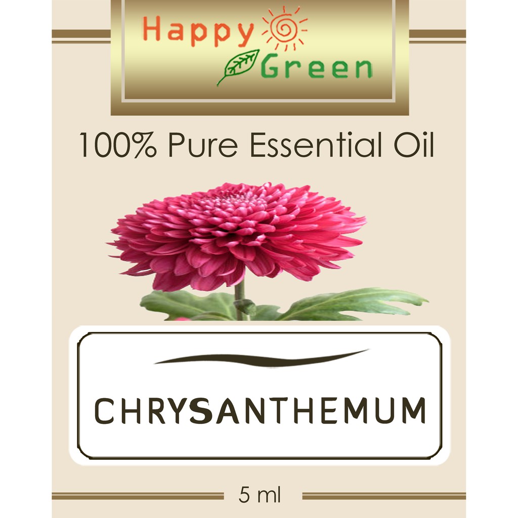 Happy Green Chrysanthemum Absolute - Absolute Bunga Krisan