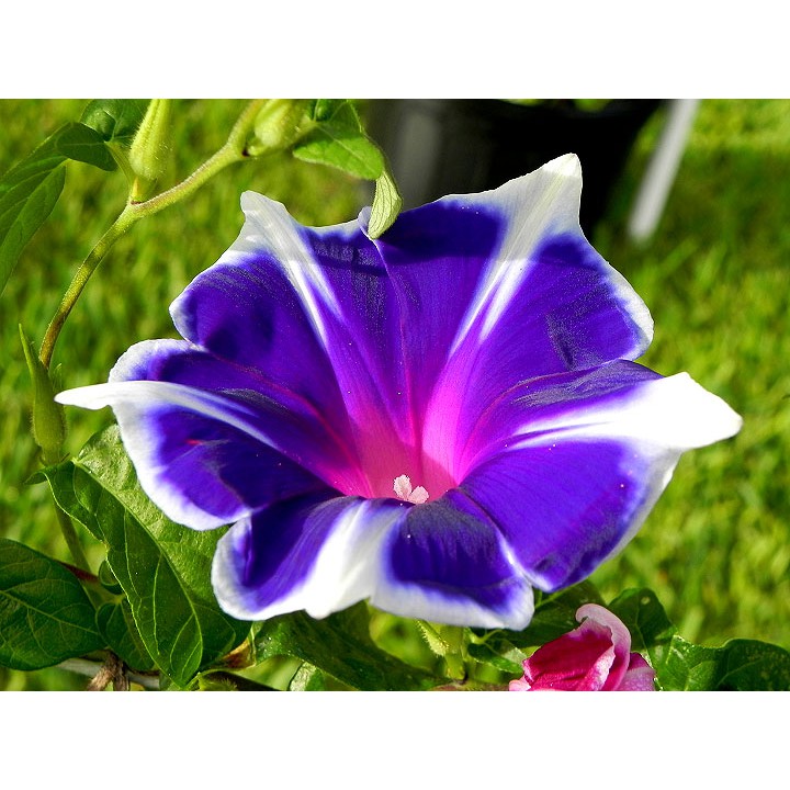 Benih Bibit Biji - Japanese Morning Glory Kikyo Snow Flakes Flower Seeds