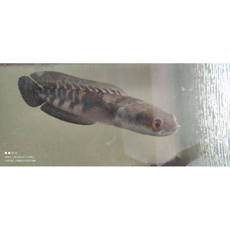 maru YS (yellow sentarum)