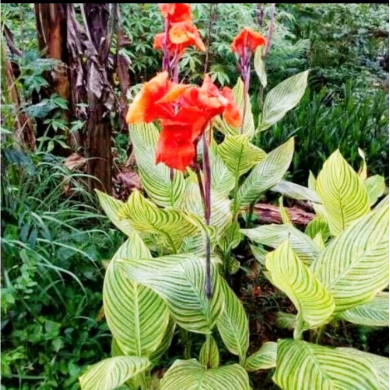 Tanaman Hias Calathea pisang kana - kalatea pisang kana - tanaman hias murah