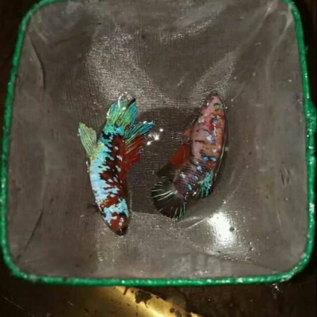 

Ikan hias Red galaxy