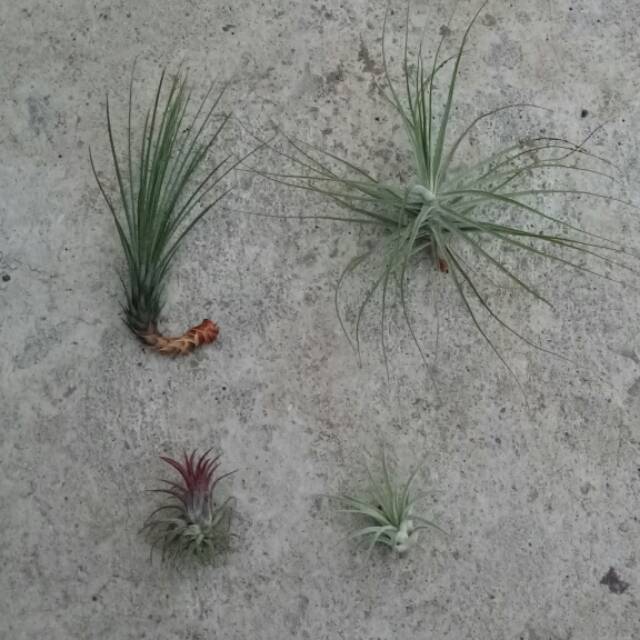 Tillandsia Paket 6