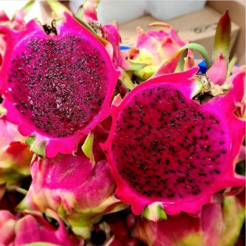 

Buah naga merah kualitas A