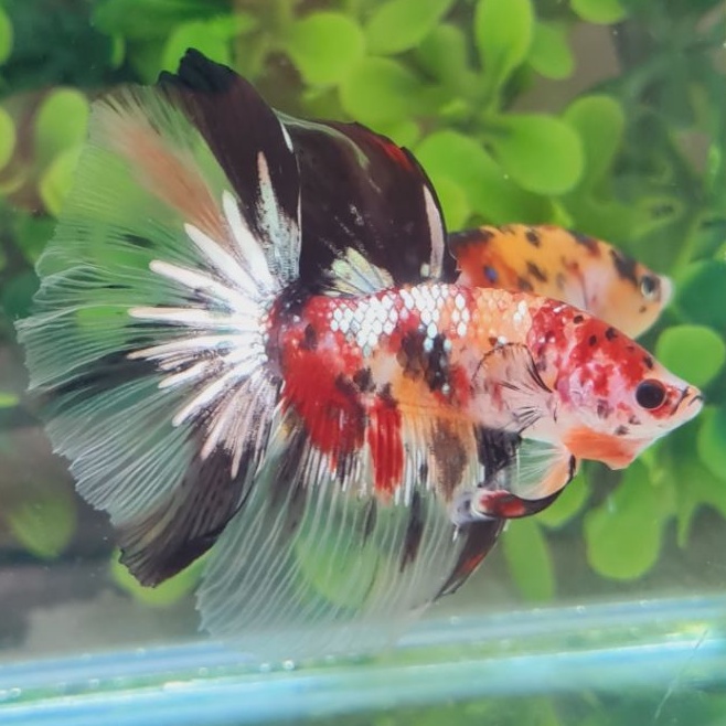 HIASAN CUPANG GIANT HM NEMO COOPER GOLD