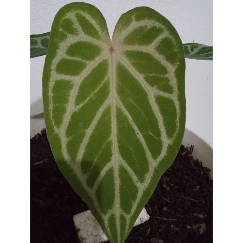 Tanaman Hias Anthurium Kuping Gajah Hybrid RED SILVER HOPE X FORGETTY