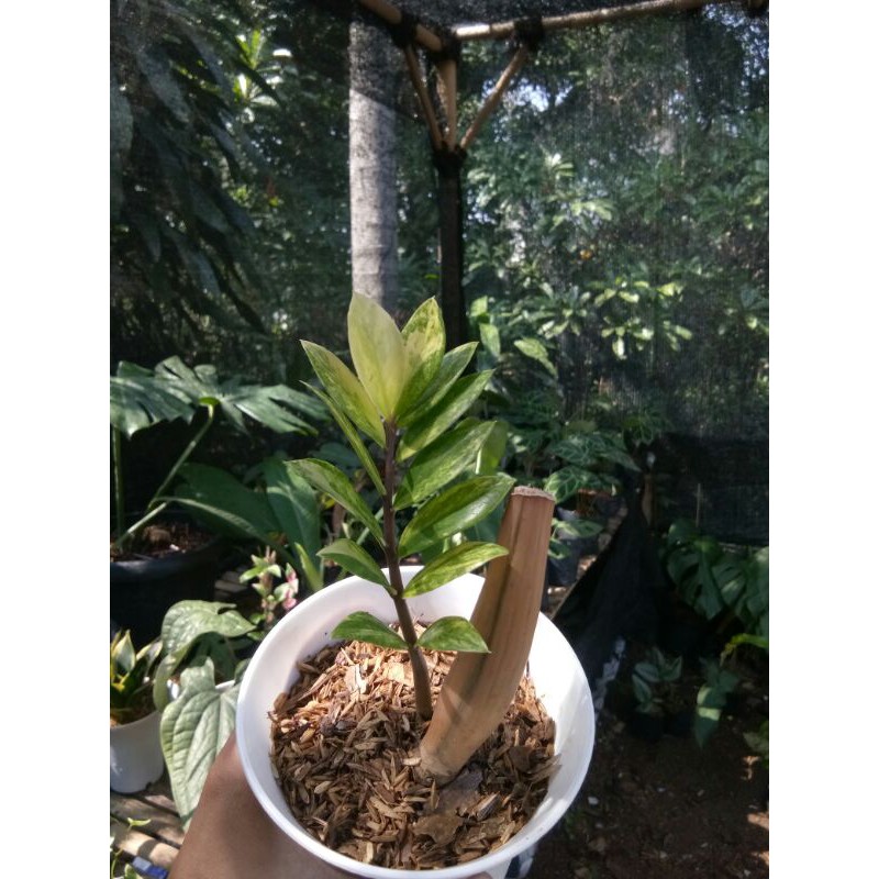 Tanaman hias - Zamia Varigata