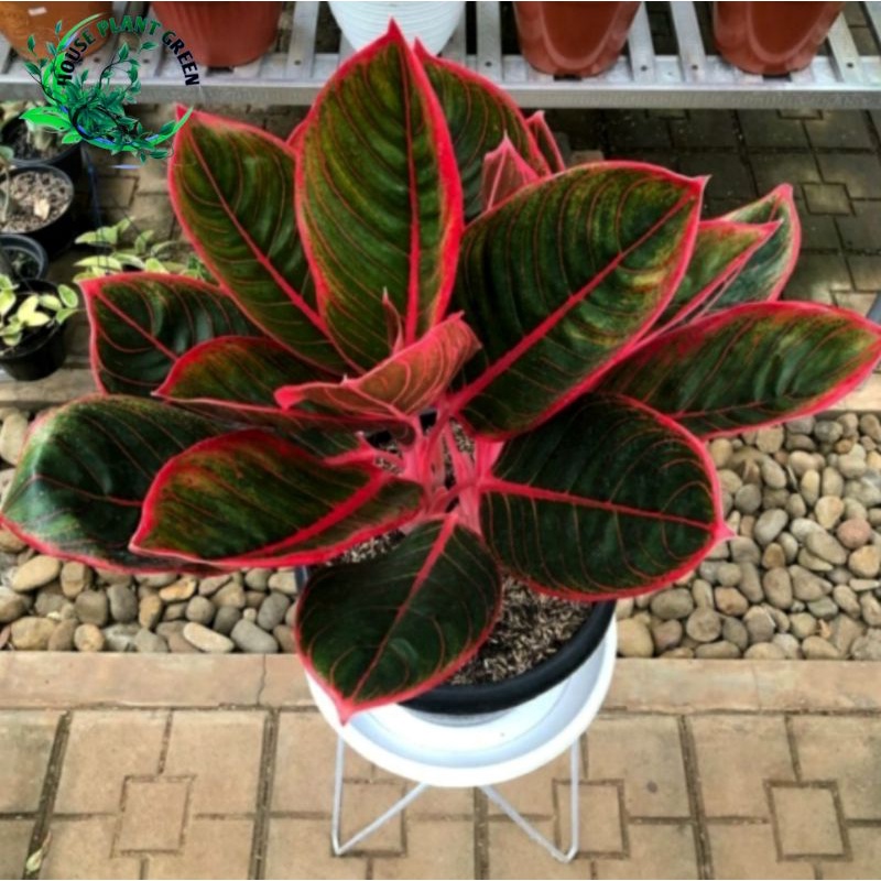 Aglonema kanza - Bibit Unggul kanza