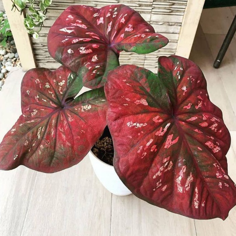 caladium black mamba